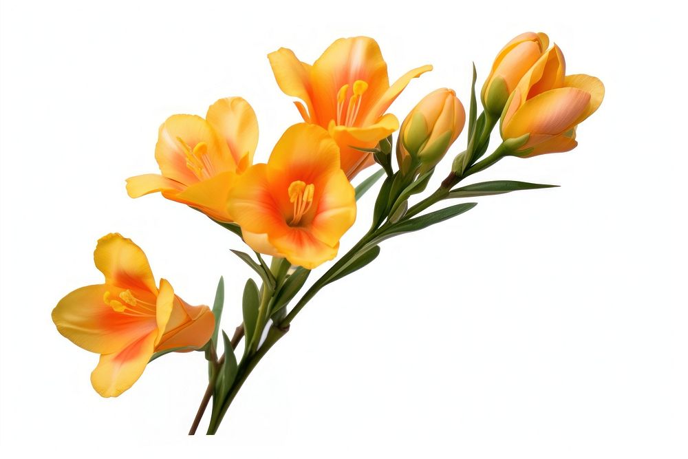 Freesia flower plant lily. AI generated Image by rawpixel.