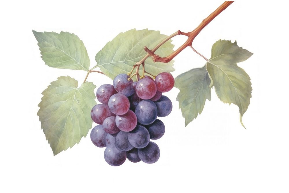 Red grapes vine watercolor fruit plant food. AI generated Image by rawpixel.