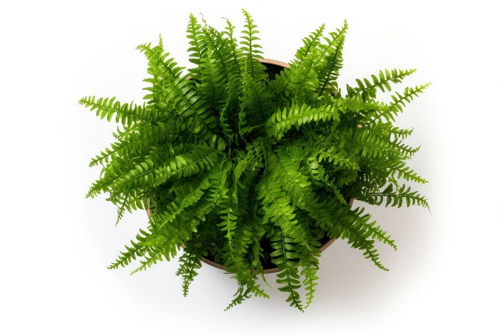 Fern plant green leaf freshness. AI generated Image by rawpixel.