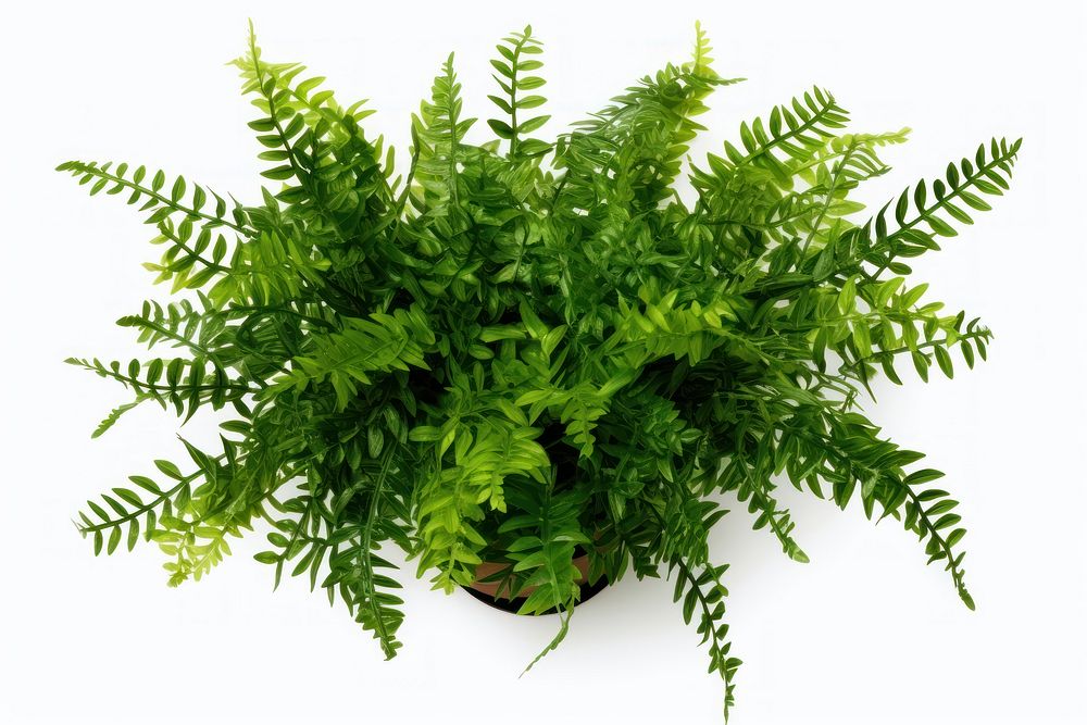 Fern plant green leaf freshness. AI generated Image by rawpixel.