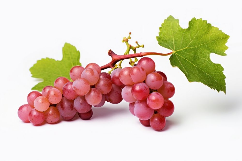 Vine grape grapes fruit plant. AI generated Image by rawpixel.