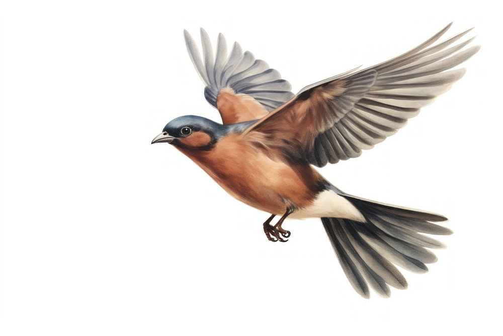 Chaffinch bird animal flying white background. AI generated Image by rawpixel.