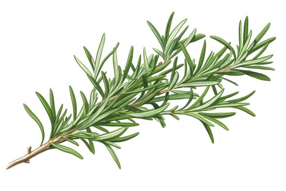Rosemary plant herbs white background. AI generated Image by rawpixel.