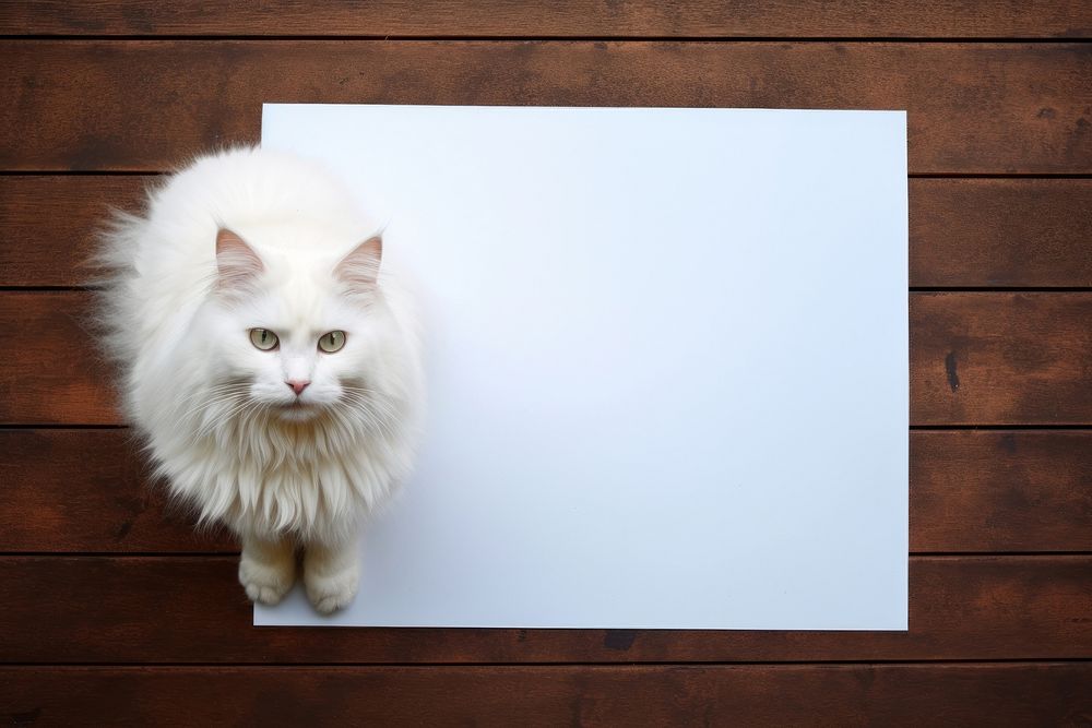Siberian cat mammal animal white. AI generated Image by rawpixel.