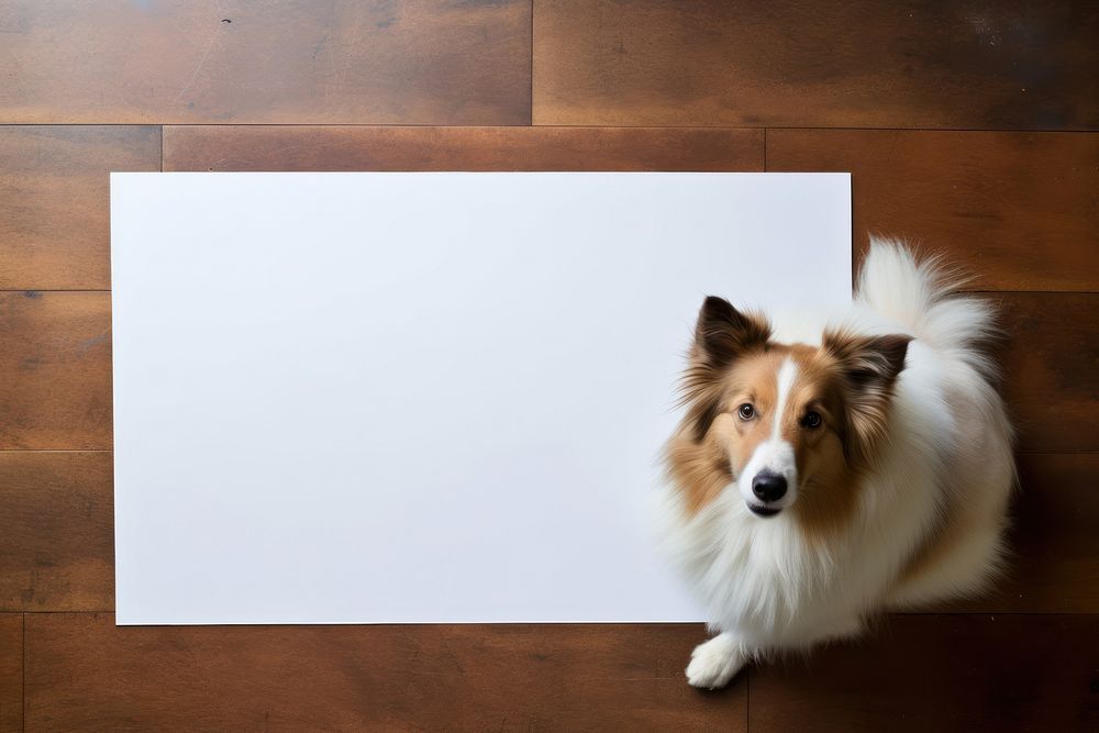 Collie mammal animal collie. AI generated Image by rawpixel.