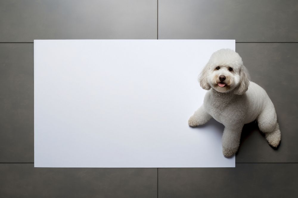Poodle animal mammal poodle. AI generated Image by rawpixel.
