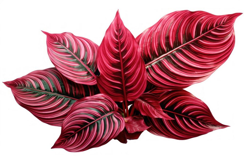 Calathea Tropical leaves plant petal leaf. AI generated Image by rawpixel.