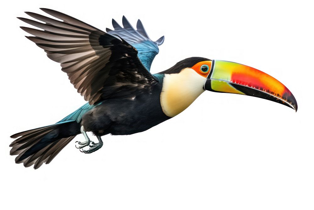 Toucan bird animal flying. AI generated Image by rawpixel.