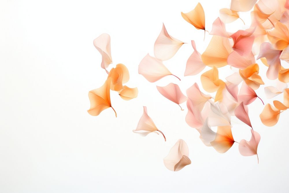 Flower petals white background fragility freshness. AI generated Image by rawpixel.