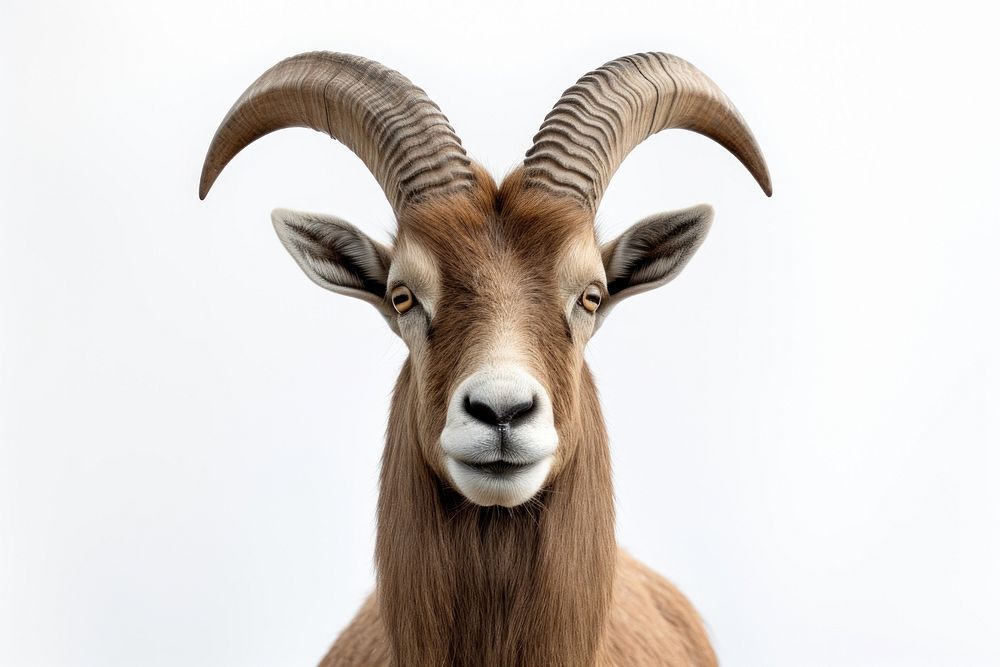Ibex livestock wildlife animal. AI generated Image by rawpixel.