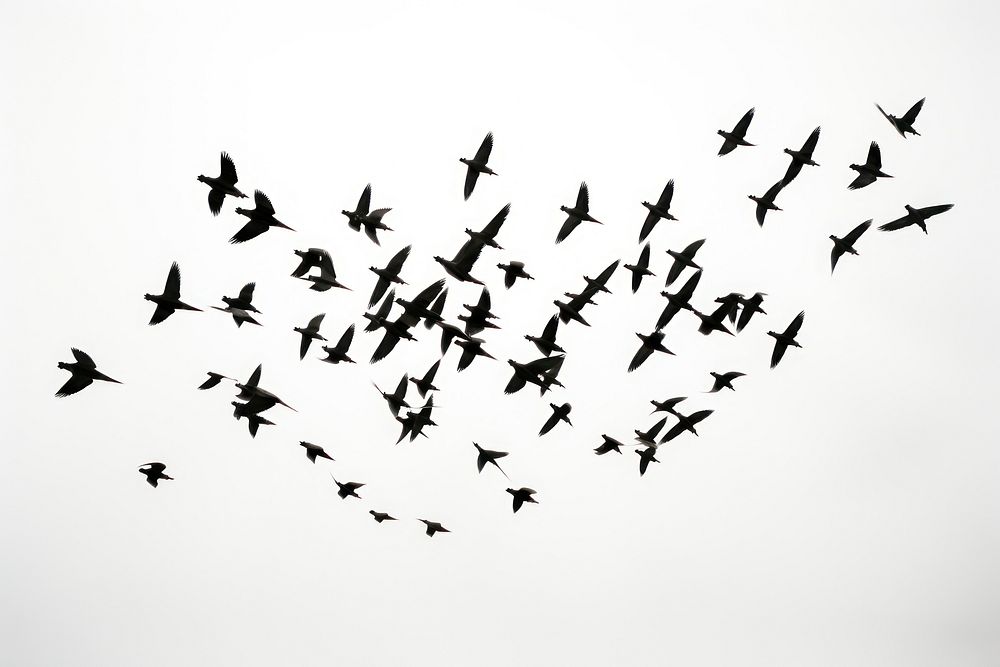 Flying birds flock animal silhouette. AI generated Image by rawpixel.