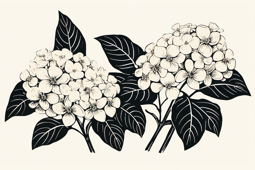 Simple black and white hydrangea pattern drawing flower. AI generated Image by rawpixel.