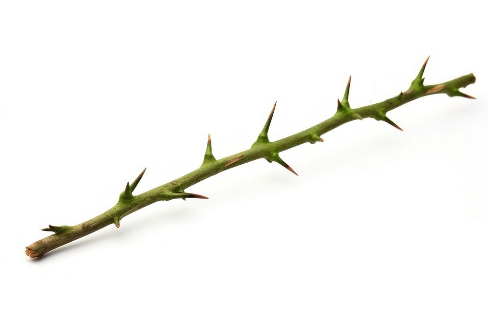 Green thorns branch plant leaf white background. AI generated Image by rawpixel.