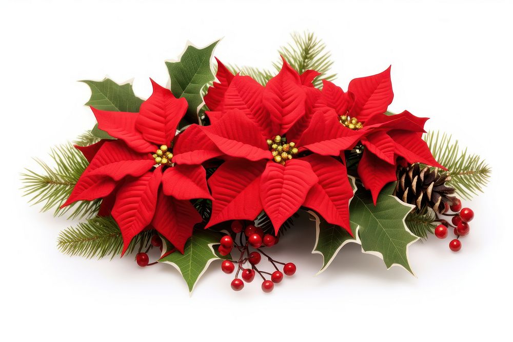 Christmas corder flower christmas plant. AI generated Image by rawpixel.