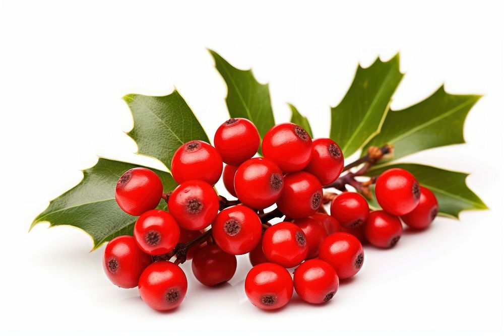 Holly berries cherry plant fruit. AI generated Image by rawpixel.