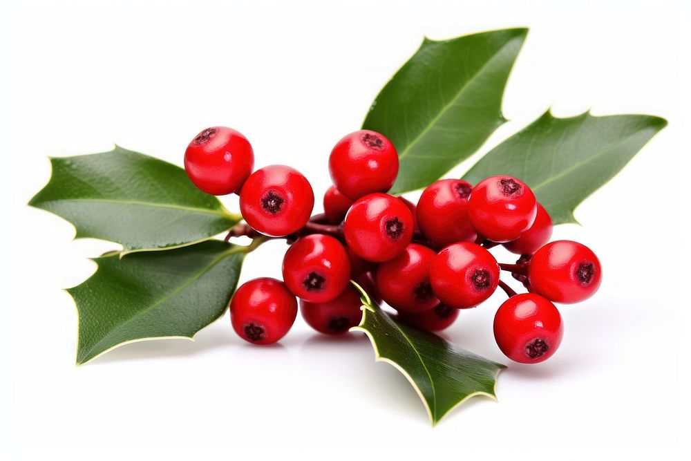 Holly cherry plant fruit. AI generated Image by rawpixel.