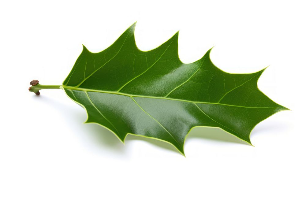 Holly leaf plant tree white background. AI generated Image by rawpixel.