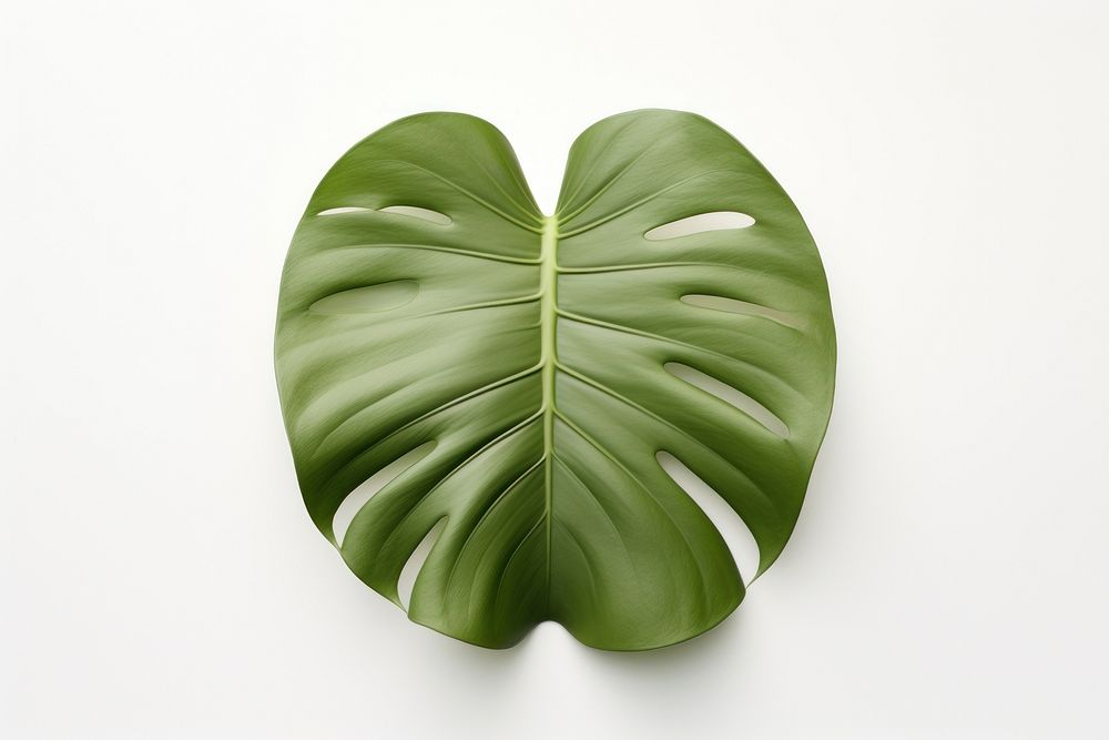A tropical leaf plant xanthosoma freshness. AI generated Image by rawpixel.