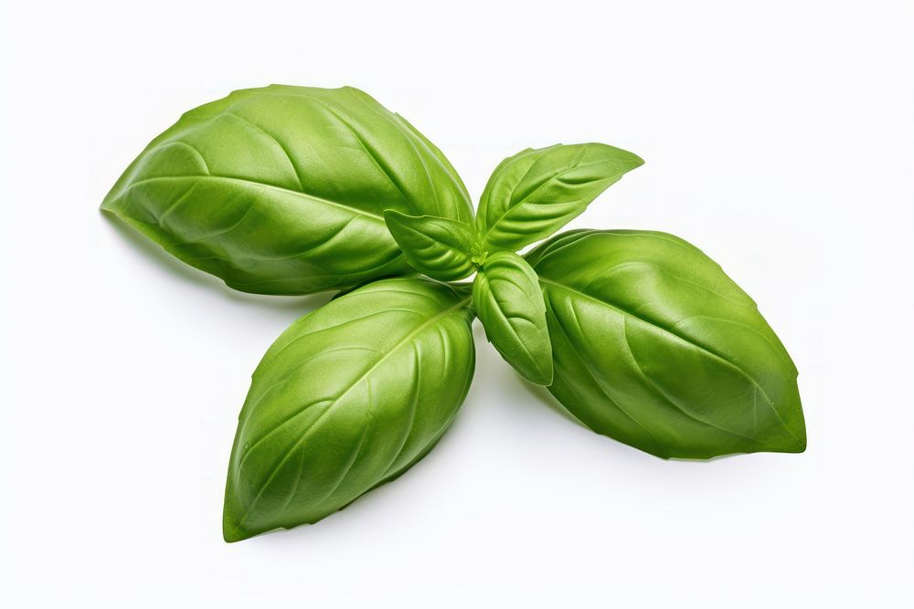 Basil plant herbs leaf. AI generated Image by rawpixel.
