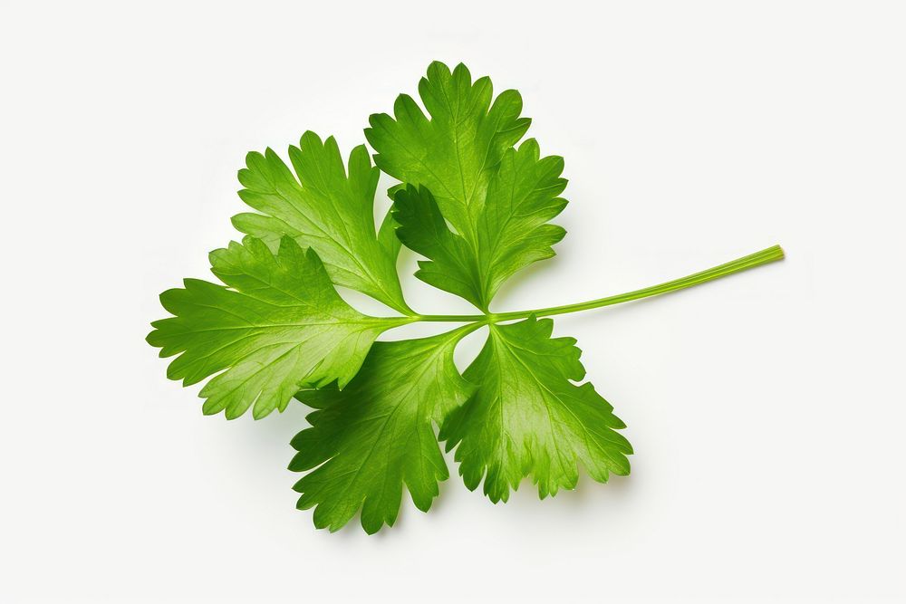 A coriander leaf parsley plant herbs. AI generated Image by rawpixel.