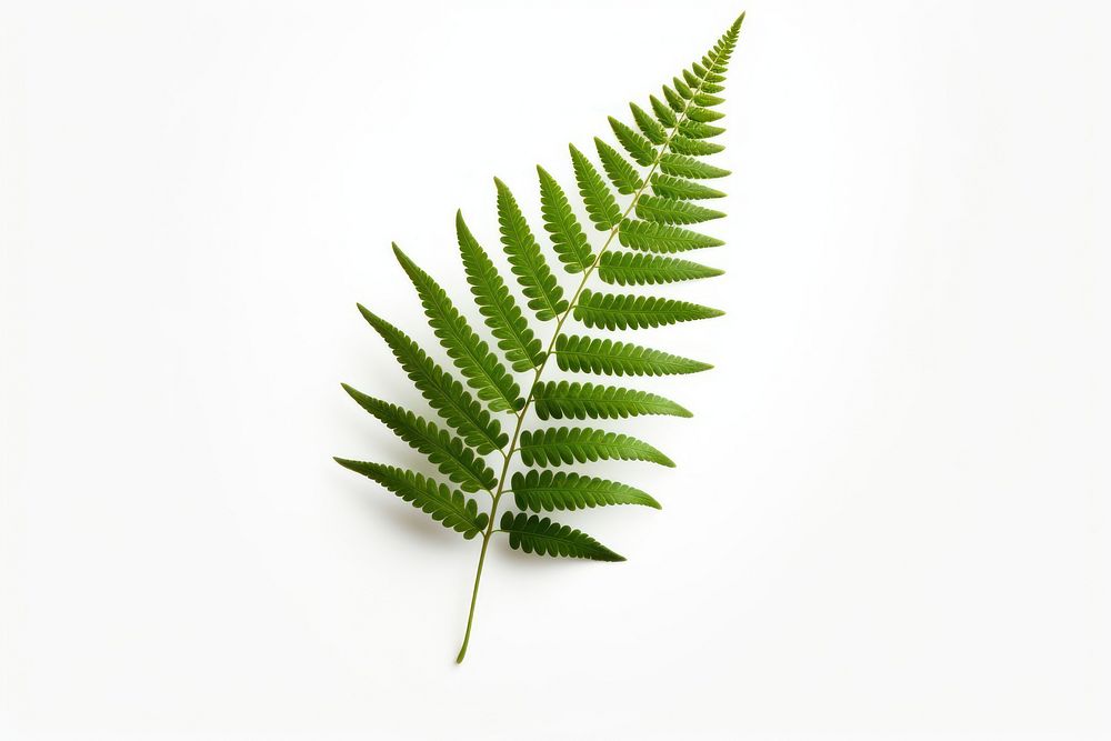 A fern leaf plant white background freshness. AI generated Image by rawpixel.