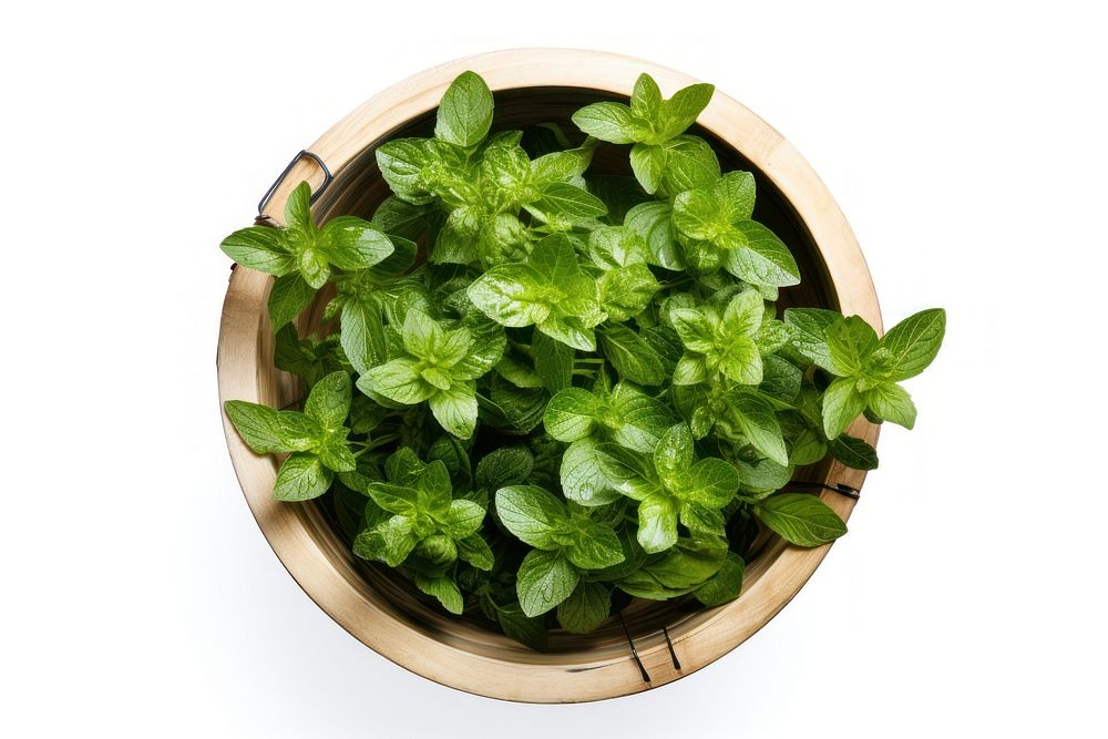 A garden bucket plant herbs leaf. AI generated Image by rawpixel.