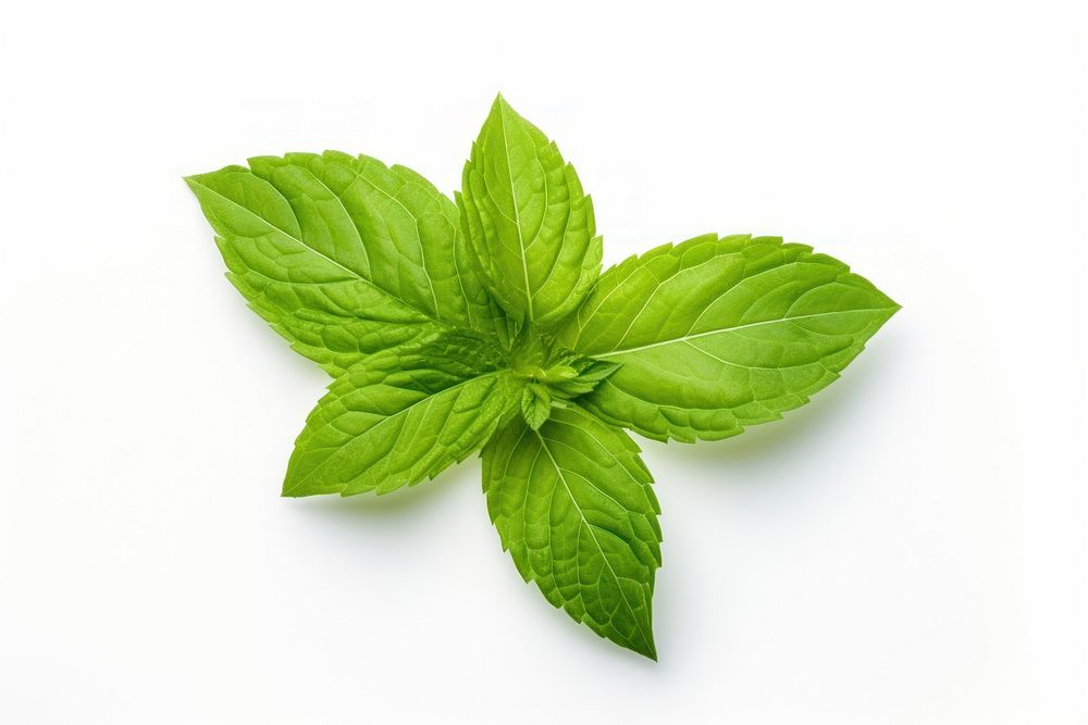 Leaf plant basil herbs. AI generated Image by rawpixel.