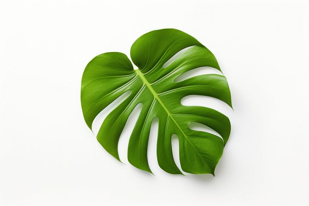 A mini monstera leaf plant white background freshness. AI generated Image by rawpixel.