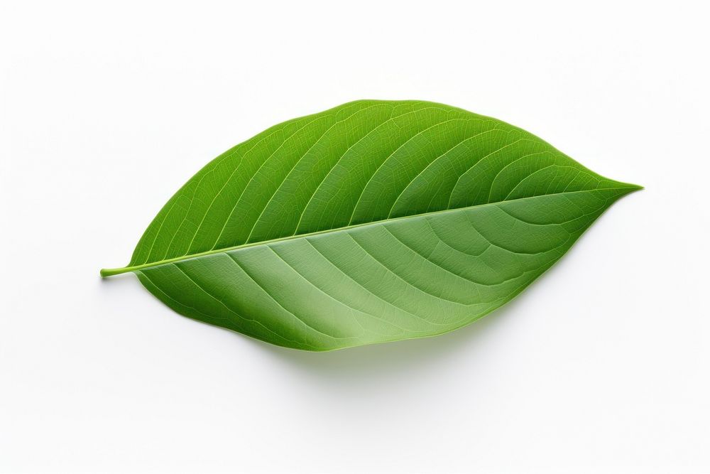 A mini beautiful leaf plant white background freshness. AI generated Image by rawpixel.