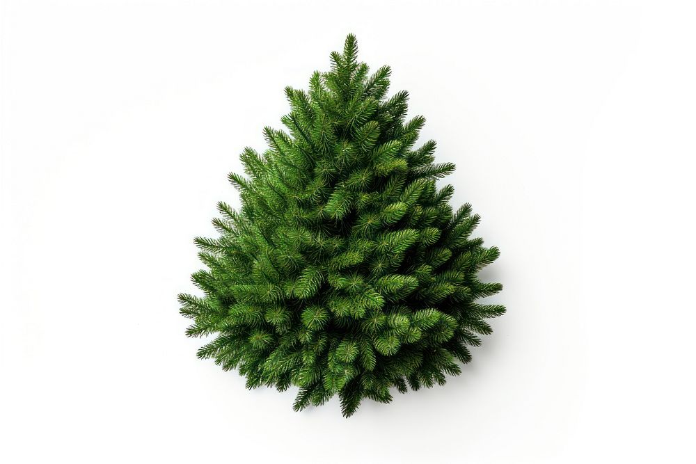 A mini christmas tree plant fir white background. AI generated Image by rawpixel.