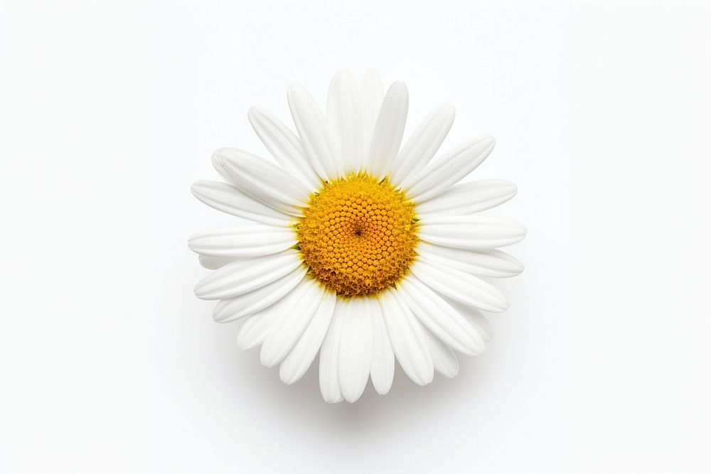 A mini daisy flower petal plant white. AI generated Image by rawpixel.