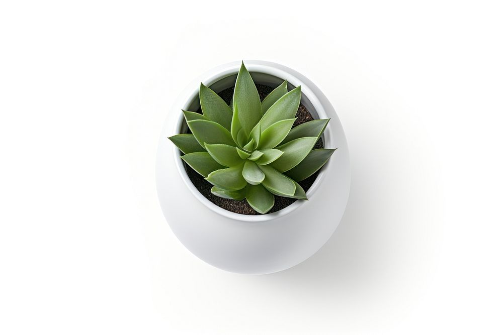 A mini plant pot leaf aloe white background. AI generated Image by rawpixel.