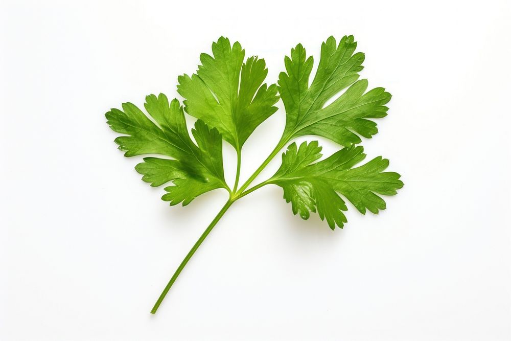 A minimal coriander leaf parsley plant herbs. AI generated Image by rawpixel.