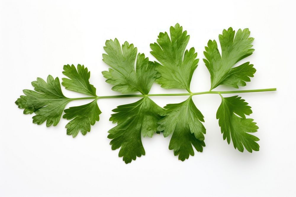 A minimal coriander leaf parsley plant herbs. AI generated Image by rawpixel.