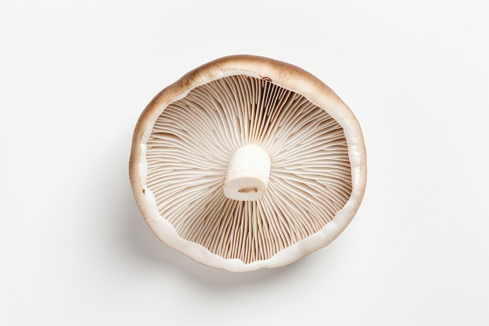 A mushroom fungus white background agaricaceae. AI generated Image by rawpixel.