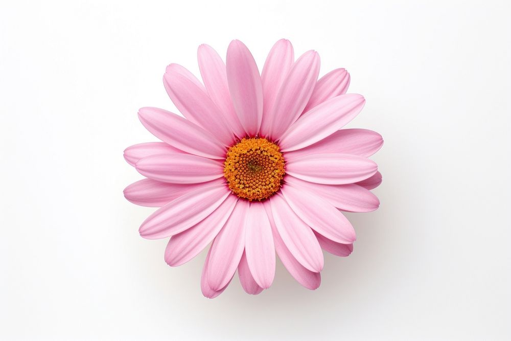 A pink mini daisy flower petal plant white. AI generated Image by rawpixel.