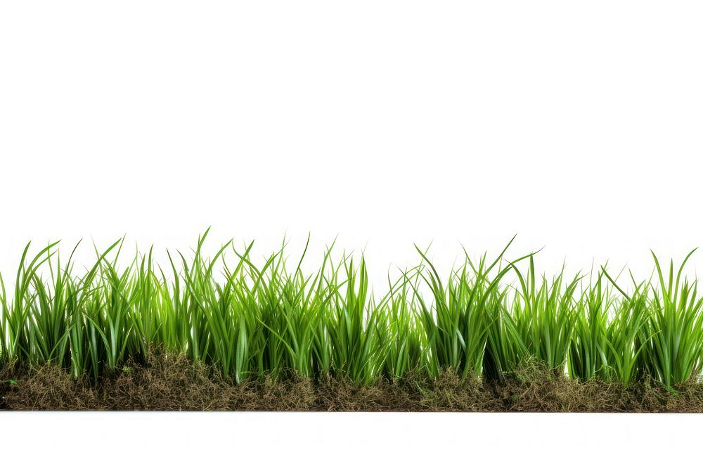 Grass outdoors plant field. AI generated Image by rawpixel.