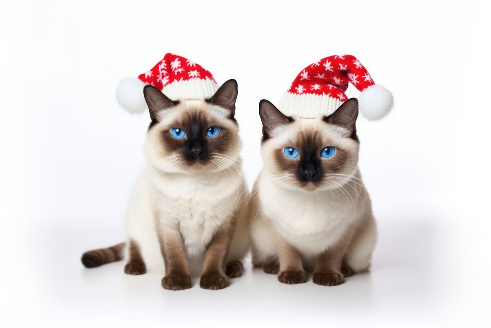 Christmas siamese mammal animal. AI generated Image by rawpixel.