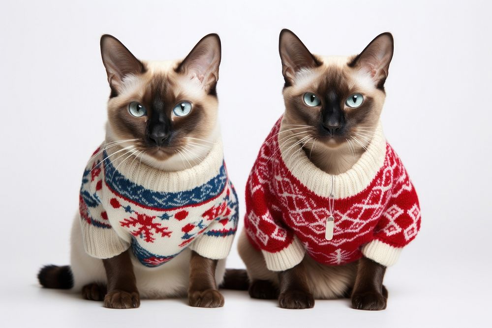 Sweater christmas siamese mammal. AI generated Image by rawpixel.