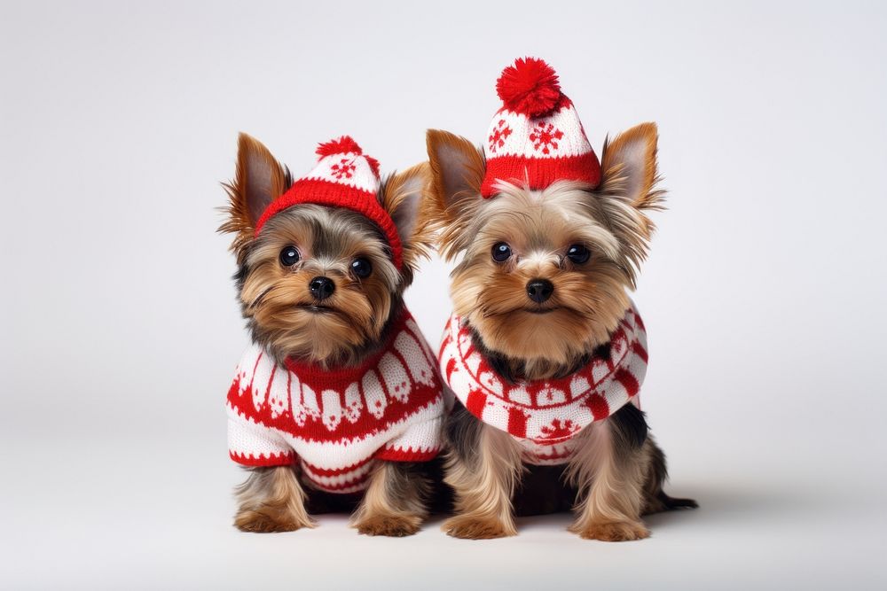 Dog christmas terrier sweater. AI generated Image by rawpixel.