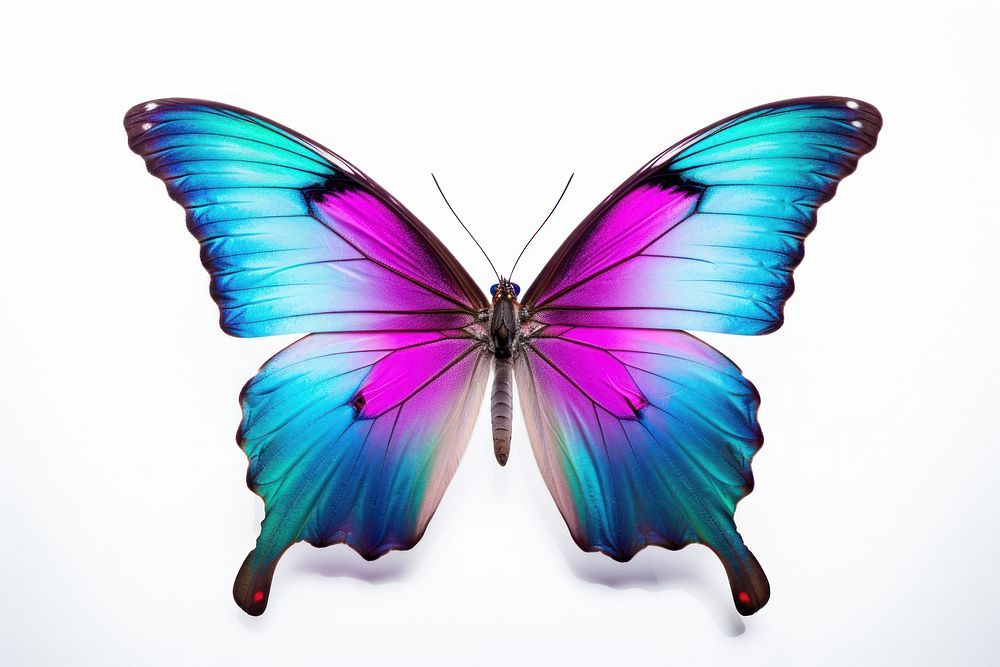 Butterfly butterfly animal insect. AI generated Image by rawpixel.