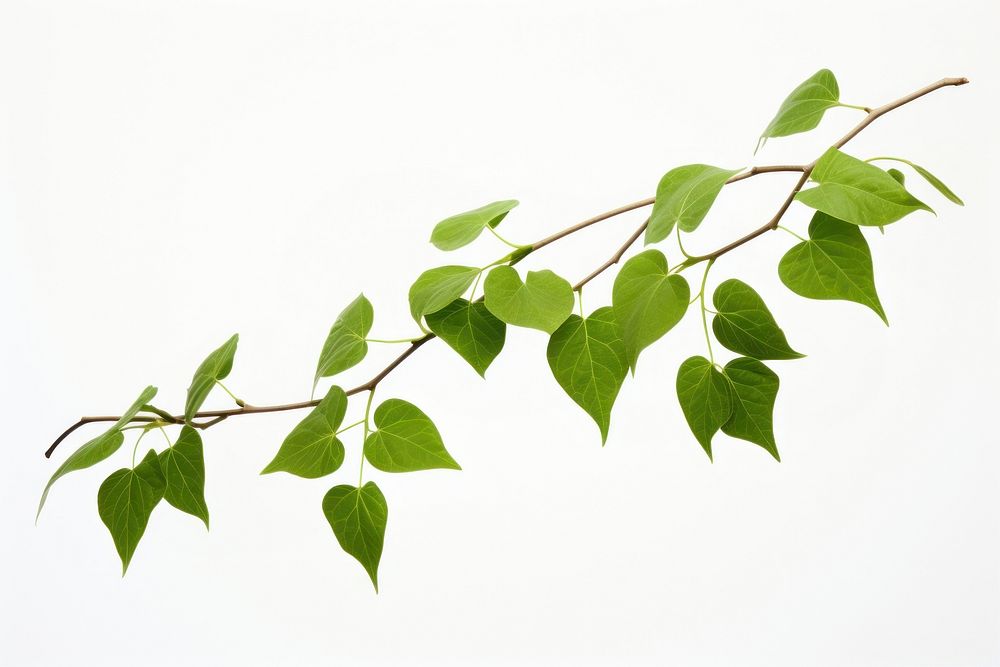 A Vine plant green leaf vine. AI generated Image by rawpixel.