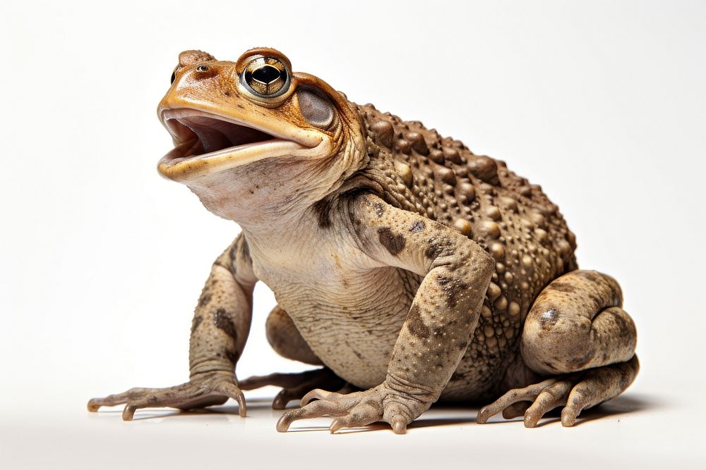 Toad open mouth amphibian wildlife reptile. AI generated Image by rawpixel.