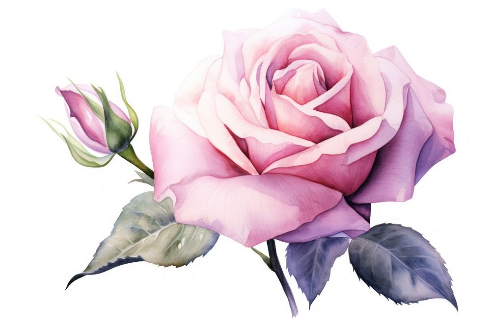 Rose flower plant white background. AI generated Image by rawpixel.