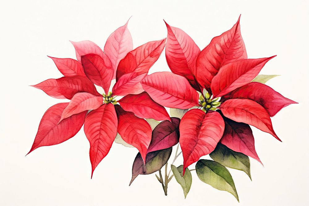Poinsettias flower plant petal leaf. AI generated Image by rawpixel.