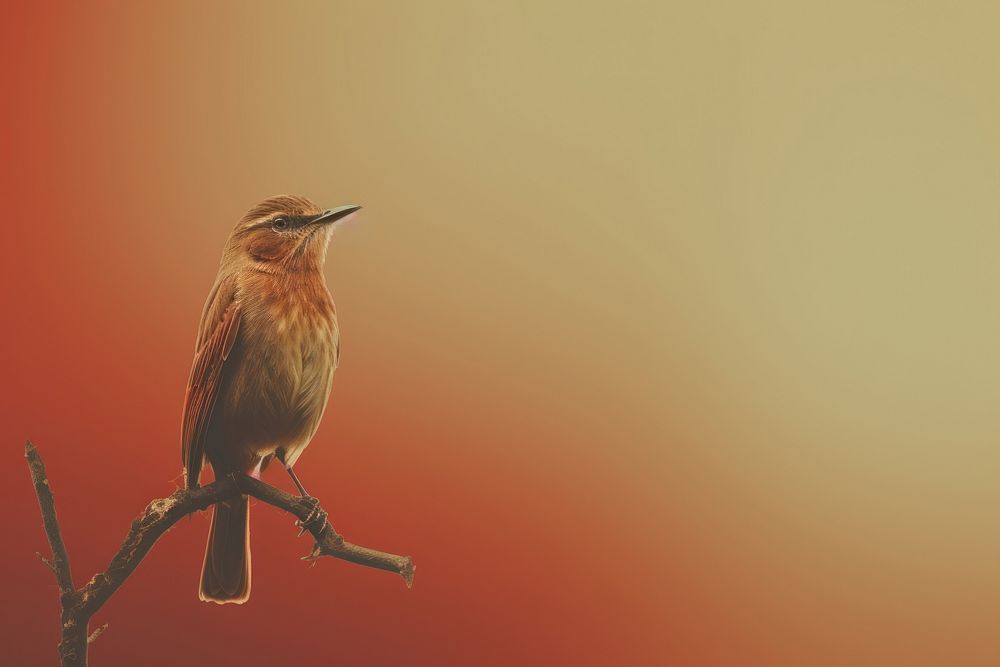 Bird bird animal beak. AI generated Image by rawpixel.