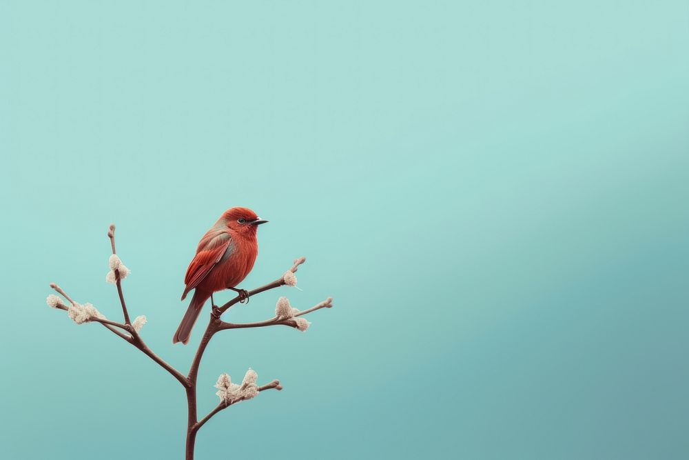 Bird bird animal beak. AI generated Image by rawpixel.