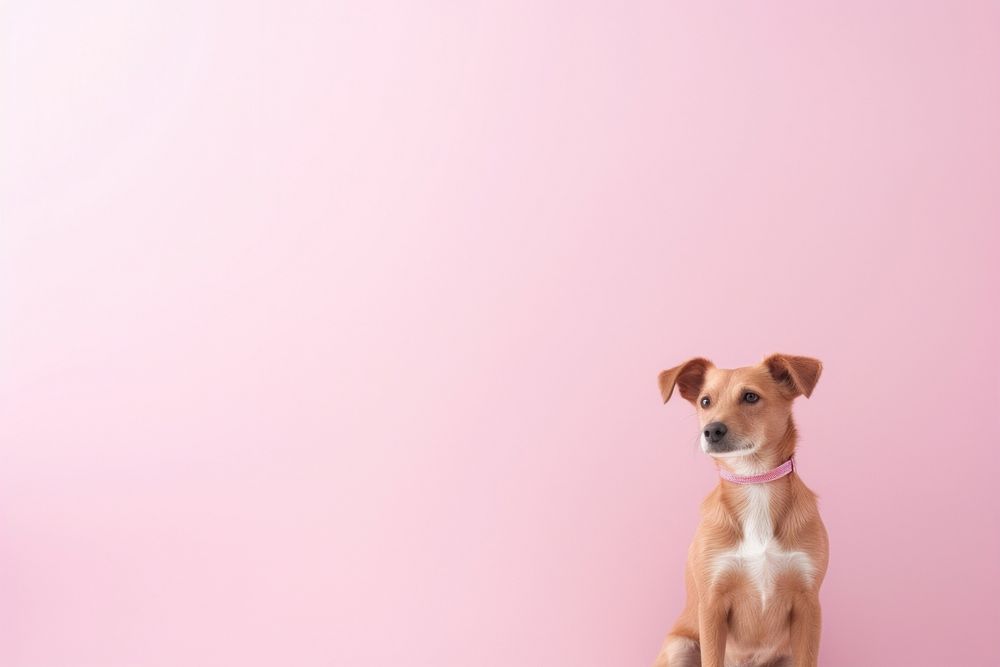Dog dog mammal animal. AI generated Image by rawpixel.
