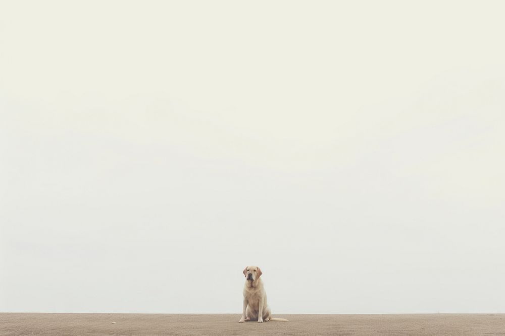 Dog dog outdoors horizon. AI generated Image by rawpixel.