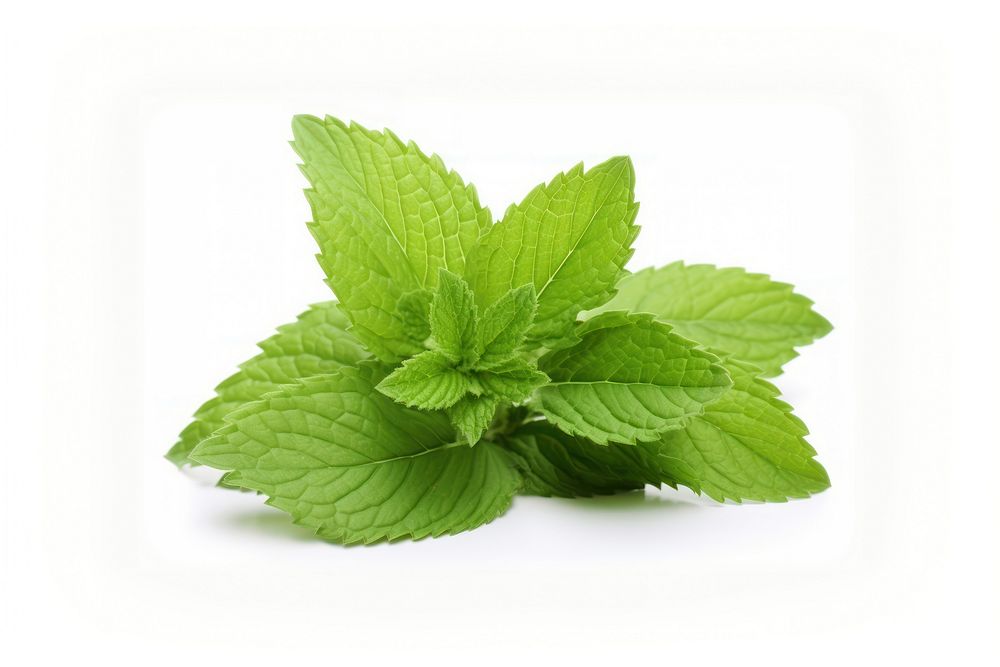 Mint herb herbs plant leaf. AI generated Image by rawpixel.